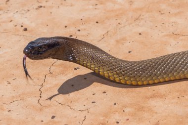 Queensland habitatında görülen iç Taipan