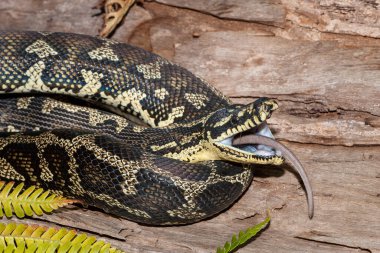 Jungle Carpet Python feeding on mouse clipart