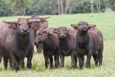 Avustralya evcilleştirilmiş Su Bufalosu