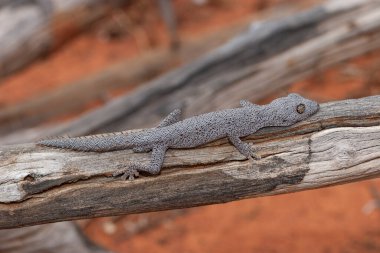 Kuzey Dikenli Kuyruklu Gecko