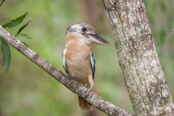 Kookaburra Alas Azules Del Norte Australia —  Fotos de Stock