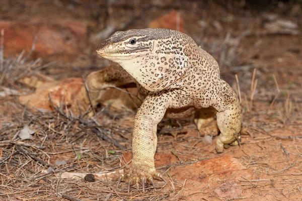 Κίτρινη Spotted Οθόνη Goanna — Φωτογραφία Αρχείου