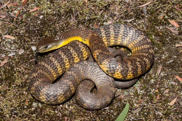 Eastern Tiger Snake Defence Pose — Stock Photo, Image