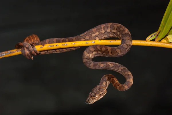 Tapete Australiano Juvenil Python — Fotografia de Stock