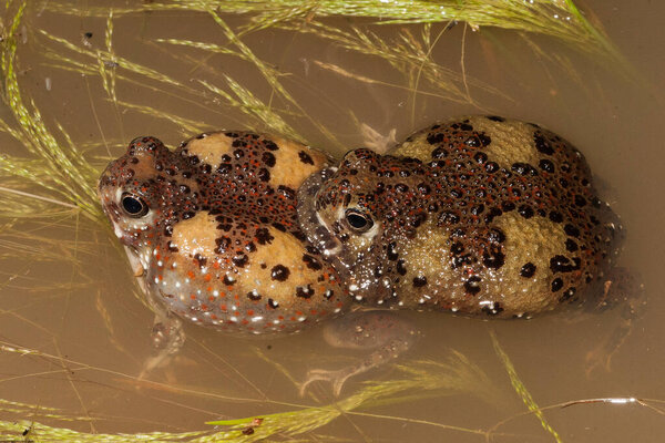 Crucifix Frogs in amplexus