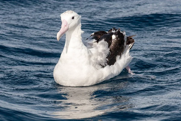 Albatros Errantes Descansando Océano — Foto de Stock