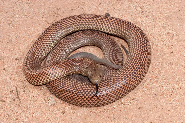 Australijski Król Brown Lub Mulga Snake — Zdjęcie stockowe