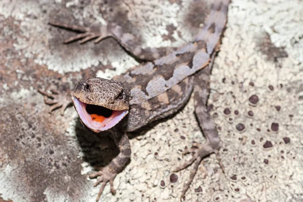 Lagarto Mountain Dragon Com Boca Aberta — Fotografia de Stock