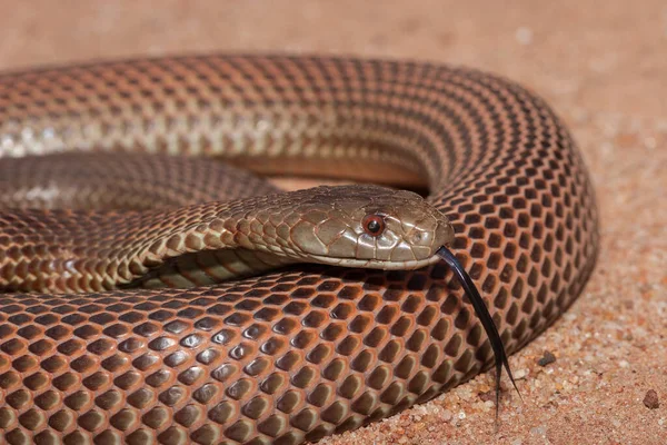 Australische Königsbraune Oder Mulga Schlange — Stockfoto