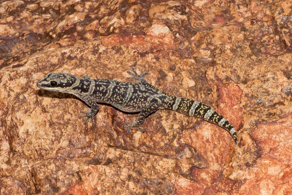 Αυστραλιανή Ενδοχώρα Marbled Velvet Gecko — Φωτογραφία Αρχείου