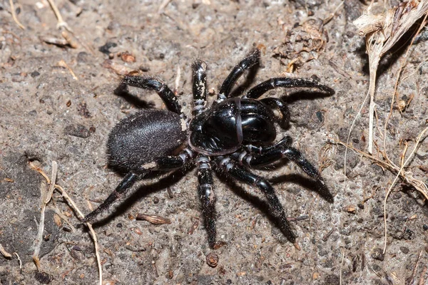 Son Derece Zehirli Huni Ağı Örümceği — Stok fotoğraf