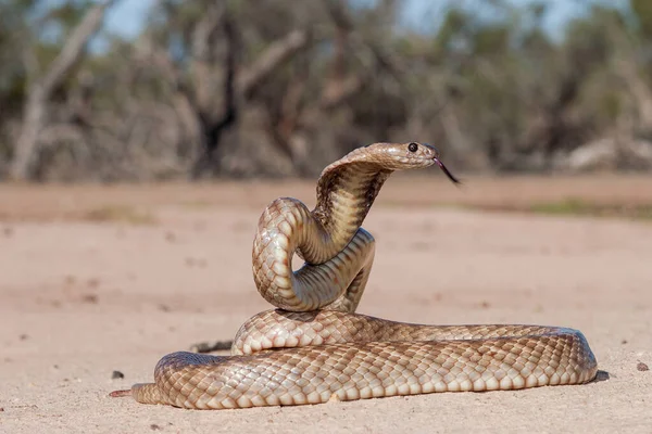 Ядовитая Австралийская Рычажная Змея — стоковое фото