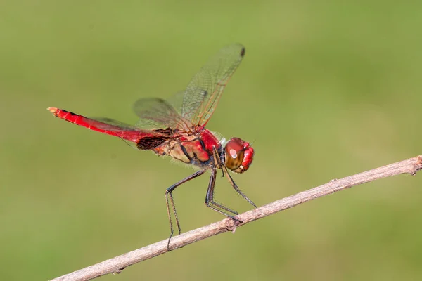 Scarlet Percher Dragonfly Vilar Gräs Stjälk — Stockfoto