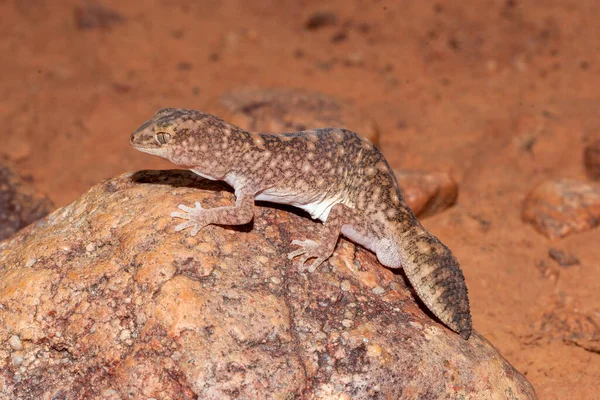 Αυστραλός Gecko Χοντρή Ουρά — Φωτογραφία Αρχείου