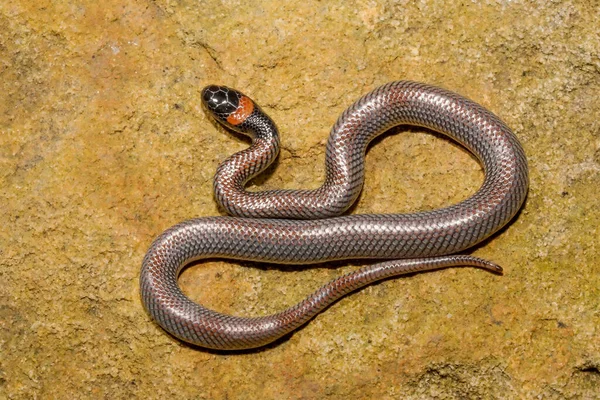 Cobra Nuca Vermelha Australiana — Fotografia de Stock