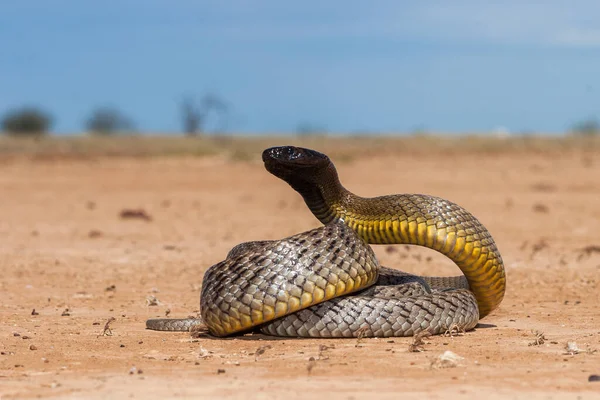 İç Taipan saldırı pozisyonunda.