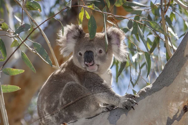 Dziki Koala Spoczywa Gałęzi Drzewa Eukaliptu — Zdjęcie stockowe