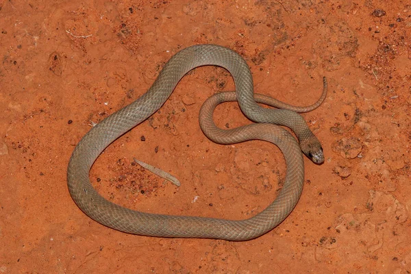 澳洲环状褐蛇 — 图库照片