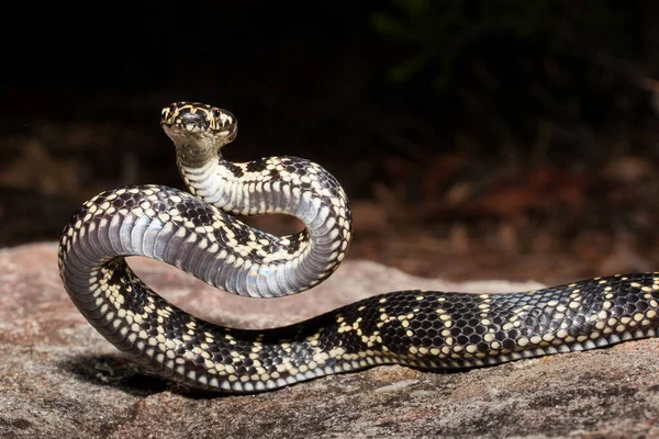 Australian Endangered Broad Headed Snake — Stock Photo, Image