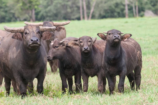Avustralya evcilleştirilmiş Su Bufalosu