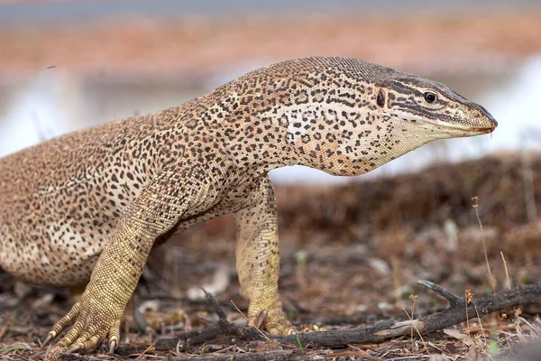 Κίτρινη Spotted Οθόνη Goanna — Φωτογραφία Αρχείου