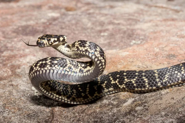 Ausztrál Veszélyeztetett Széles Fejű Kígyó — Stock Fotó