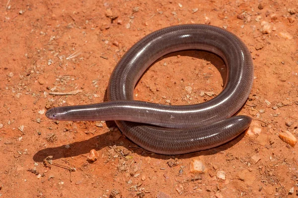 Australian Robust Blind Snake on red soil