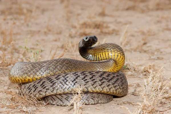 Batı Queensland Avustralya 'nın iç Taipan' ı
