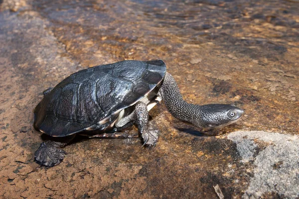 Art Skildpadde - Stock-foto