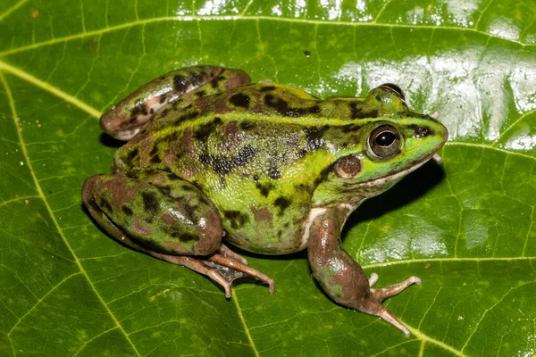 Australian Dahal Aquatic Frog — Stock Photo, Image