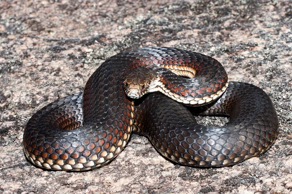 Serpiente Cabeza Cobre Australiana Highland —  Fotos de Stock