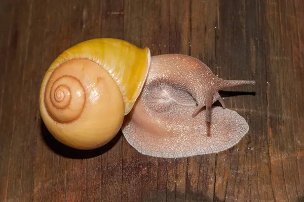 Caracol Terrestre Norte Austrália — Fotografia de Stock