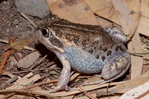 Grenouille Banjo Sur Les Feuilles — Photo