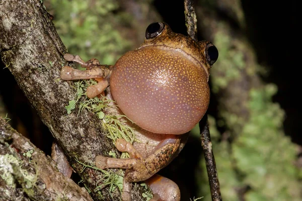 Rana Del Árbol Perón Llamando —  Fotos de Stock