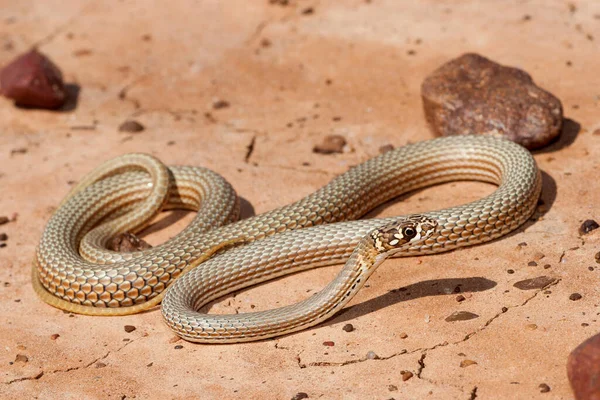 Serpente Australiano Dalla Faccia Gialla — Foto Stock