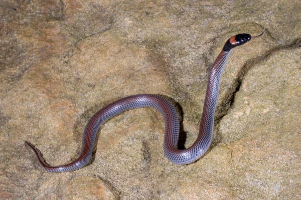 Serpente Dalla Nuca Rossa Australiana — Foto Stock