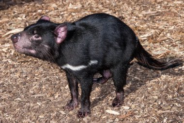 Tazmanya Canavarı esir