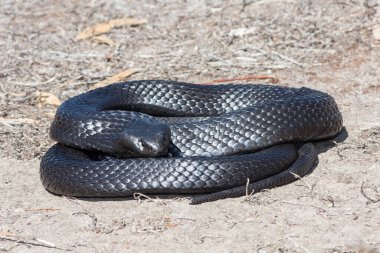 Peninsular Tiger Snake from Kangaroo Island Australia clipart