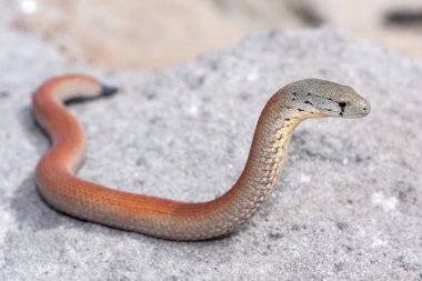 Yaygın Ölçekli Ayaksız Kertenkele