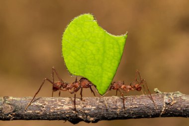 Leafcutter Ants carrying a leaf to their nest clipart