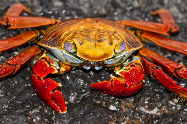 Galapagos Adalarında Sally Lightfoot yengeci