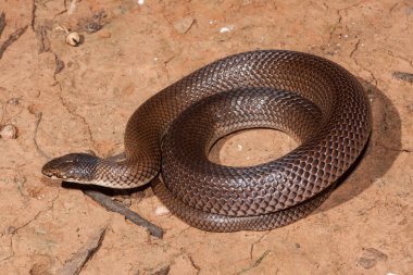 Avustralya Zehirli Kıvırcık Yılanı