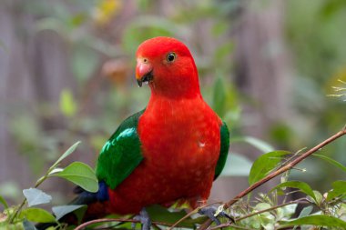 Erkek Kral Papağan ağaçta tünedi