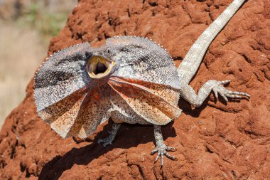 Frill-necked Lizard displaying frill clipart