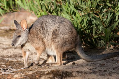 Avustralyalı Tammar Wallaby besleniyor