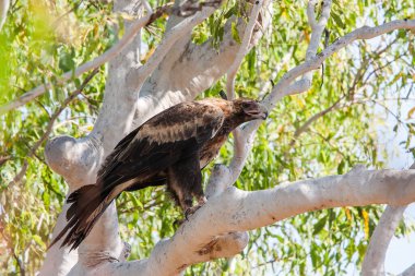 Kaz kuyruklu Kartal Öklid ağacına tünemiş