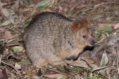 Batı Avustralya 'daki Rottnest Adası' ndan Avustralya Quokka 'ya yakın.