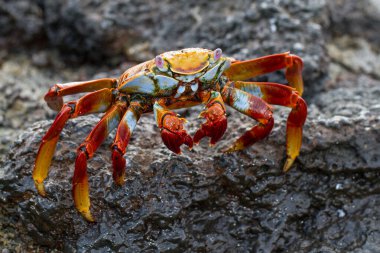 Galapagos Adalarında Sally Lightfoot yengeci
