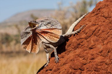 Frill-necked Lizard displaying frill clipart