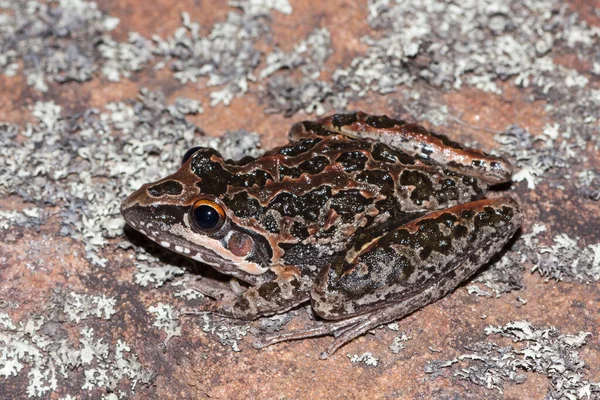 Freycinet Frog Descansando Sobre Roca Cubierta Liquen —  Fotos de Stock